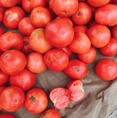 西红柿 宣化