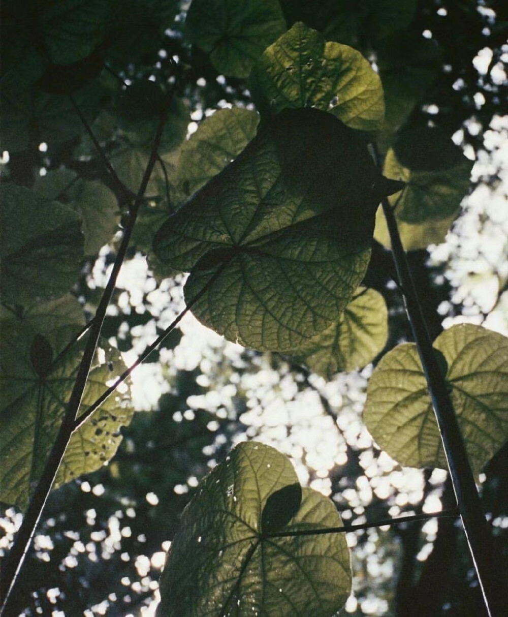 你好，蜂蜜柠檬薄荷绿的夏