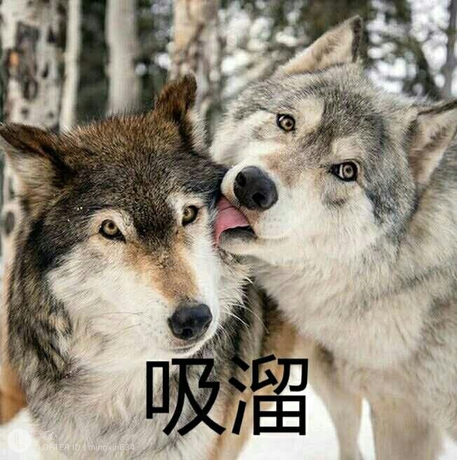 双狼组