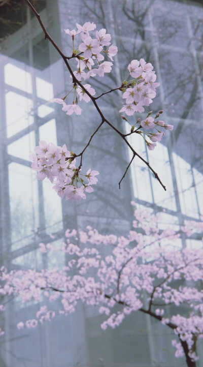 实时播报：鸡鸣寺樱花已盛开一起去看樱花吧 南京·鸡鸣寺