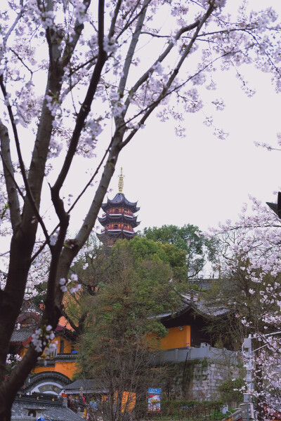 实时播报：鸡鸣寺樱花已盛开一起去看樱花吧 南京·鸡鸣寺