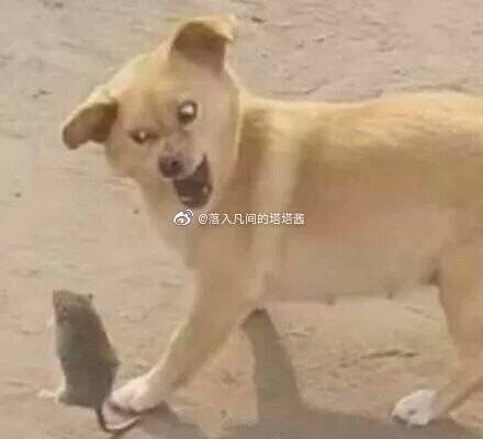 搞笑动物表情包