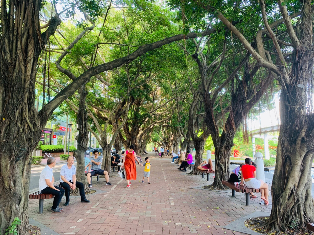 荫荫夏凉，感谢78年份的榕树大哥。