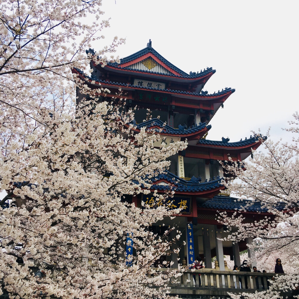 无锡市湖滨区鼋头渚樱花