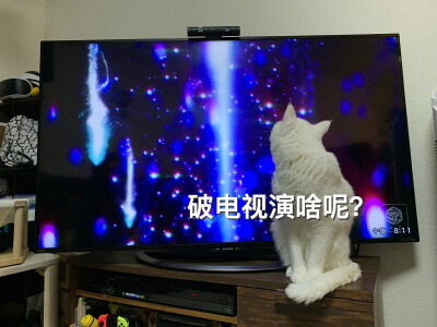 网友：我家猫咪每天和电视争抢收视率。猫：电视好看我好看？你好好选。