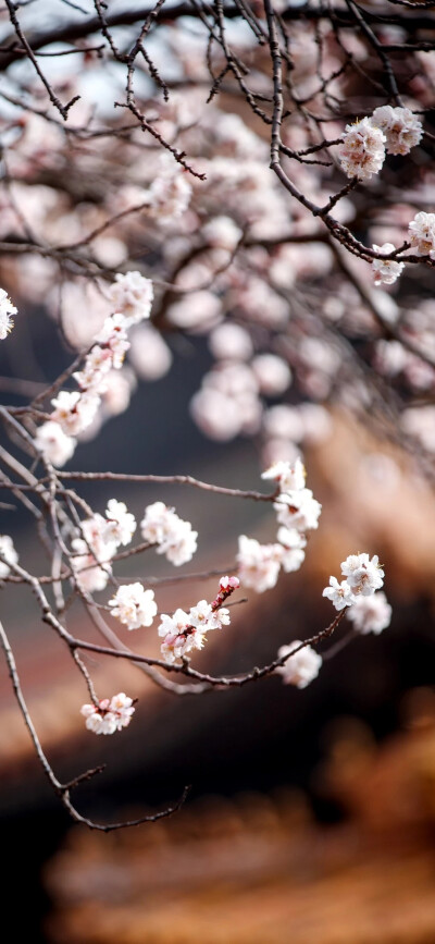 故宫 花 壁纸