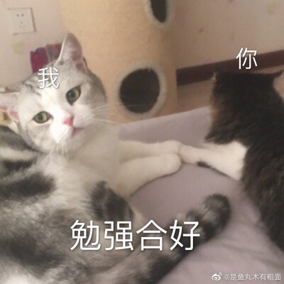 猫表情包 鱼丸 勉强和好