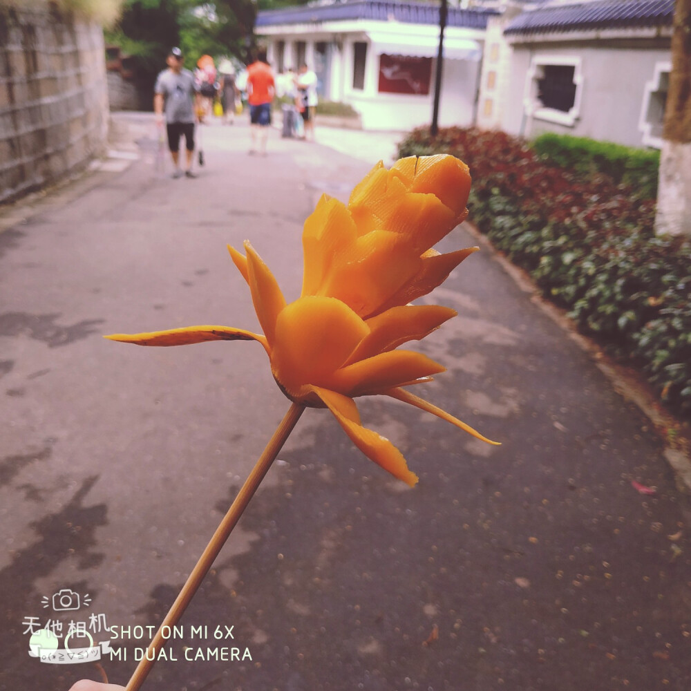 厦门·鼓浪屿
芒果花和烤肠
2019.7.23