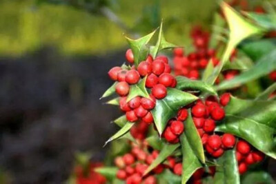 枸骨
枸骨（学名：Ilex cornuta）又名猫儿刺、老虎刺等，为常绿灌木或小乔木，叶形奇特，碧绿光亮，四季常青，入秋后红果满枝，经冬不凋，艳丽可爱，是优良的观叶、观果树种，在欧美国家常用于圣诞节的装饰，故也称…