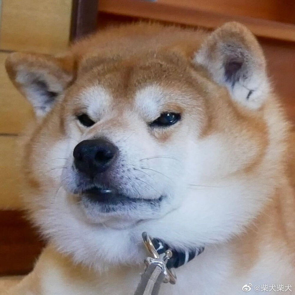 愉快的周末不应该是躺着吹空调度过吗？？？ Instagram：shibainu.berry