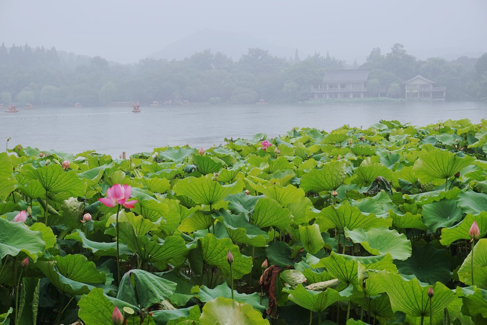 荷花 西湖 杭州