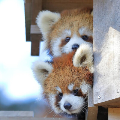 小熊猫 Red Panda