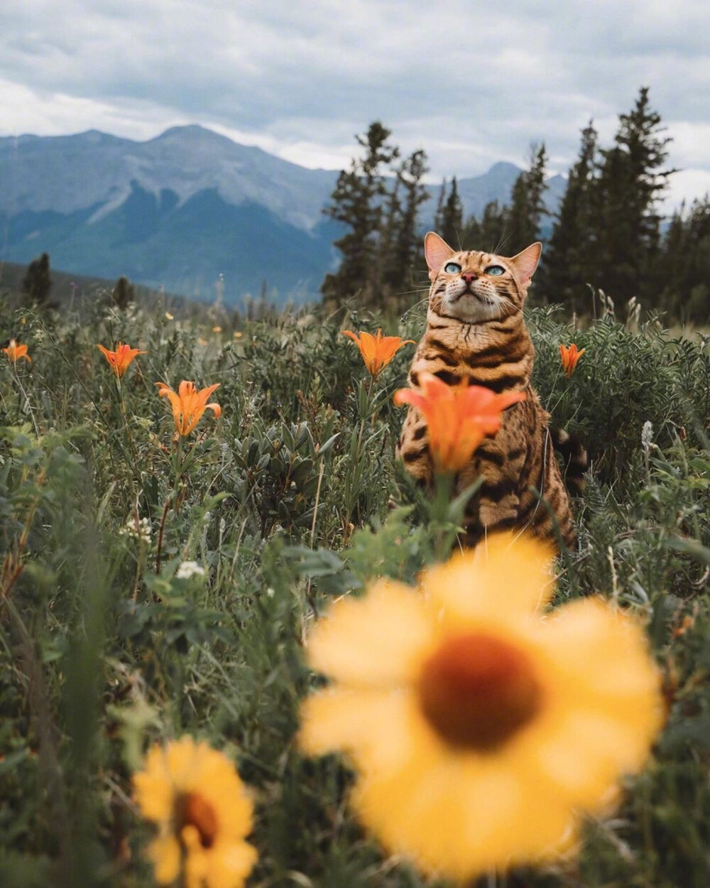 花与猫