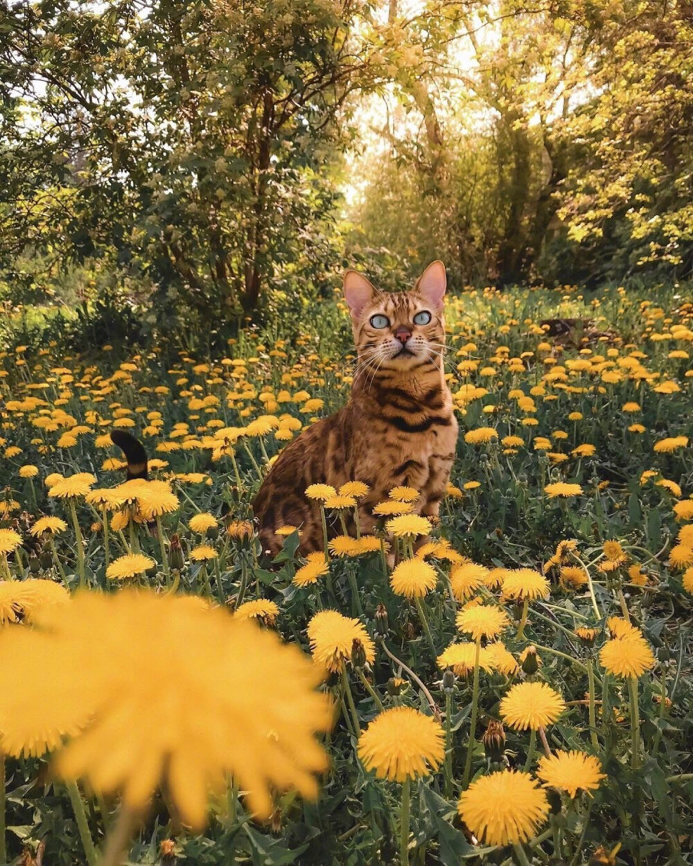 花与猫