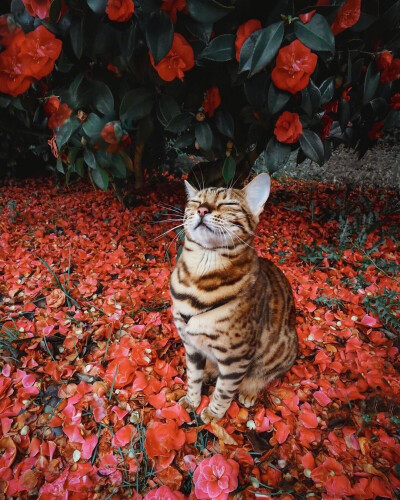 花与猫