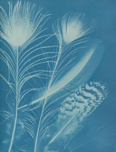 蓝晒法
Cyanotype
英国科学家和天文学家约翰·赫歇尔爵士（Sir John Herschel）于1842年发明的接触映像摄影技术。发明蓝晒法的初衷是为了廉价、快速地复制资料和图纸。这项技术如今仍被广泛应用于建筑工程图纸的复制…