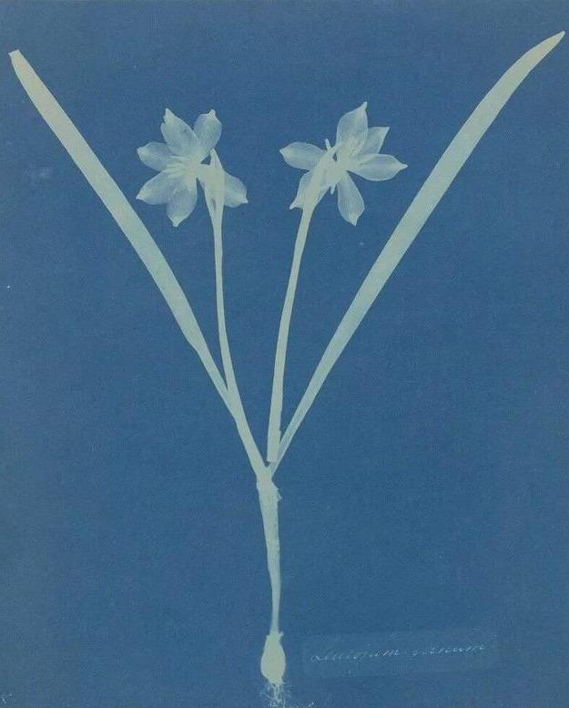 蓝晒法
Cyanotype
英国科学家和天文学家约翰·赫歇尔爵士（Sir John Herschel）于1842年发明的接触映像摄影技术。发明蓝晒法的初衷是为了廉价、快速地复制资料和图纸。这项技术如今仍被广泛应用于建筑工程图纸的复制，由此衍生出一个具有象征意义的词——蓝图。
● 通常的做法是将等量的8.1%铁氰化钾溶液和20%柠檬酸铁溶液混合，配
制成感光溶剂。
● 将感光溶液均匀涂抹在任何一种可以充分吸收溶液的材质平面上，比如棉
布、硬卡纸，水彩纸等。
● 用黑白底片，或者任何你觉得漂亮的、可以遮光的物体平整覆盖在棉布或
者纸上。
● 将它们放置于阳光下暴晒，几分钟
后，用清水冲洗便可显影。
● 通过加入碳酸钠、氨、氯仿等试剂
可以改变成像的对比度和颜色。