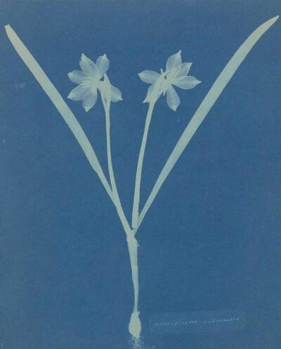 蓝晒法
Cyanotype
英国科学家和天文学家约翰·赫歇尔爵士（Sir John Herschel）于1842年发明的接触映像摄影技术。发明蓝晒法的初衷是为了廉价、快速地复制资料和图纸。这项技术如今仍被广泛应用于建筑工程图纸的复制…