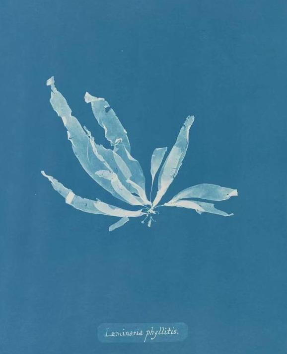 蓝晒法
Cyanotype
英国科学家和天文学家约翰·赫歇尔爵士（Sir John Herschel）于1842年发明的接触映像摄影技术。发明蓝晒法的初衷是为了廉价、快速地复制资料和图纸。这项技术如今仍被广泛应用于建筑工程图纸的复制，由此衍生出一个具有象征意义的词——蓝图。
● 通常的做法是将等量的8.1%铁氰化钾溶液和20%柠檬酸铁溶液混合，配
制成感光溶剂。
● 将感光溶液均匀涂抹在任何一种可以充分吸收溶液的材质平面上，比如棉
布、硬卡纸，水彩纸等。
● 用黑白底片，或者任何你觉得漂亮的、可以遮光的物体平整覆盖在棉布或
者纸上。
● 将它们放置于阳光下暴晒，几分钟
后，用清水冲洗便可显影。
● 通过加入碳酸钠、氨、氯仿等试剂
可以改变成像的对比度和颜色。