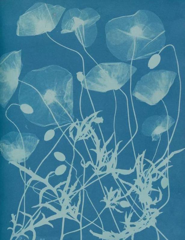 蓝晒法
Cyanotype
英国科学家和天文学家约翰·赫歇尔爵士（Sir John Herschel）于1842年发明的接触映像摄影技术。发明蓝晒法的初衷是为了廉价、快速地复制资料和图纸。这项技术如今仍被广泛应用于建筑工程图纸的复制，由此衍生出一个具有象征意义的词——蓝图。
● 通常的做法是将等量的8.1%铁氰化钾溶液和20%柠檬酸铁溶液混合，配
制成感光溶剂。
● 将感光溶液均匀涂抹在任何一种可以充分吸收溶液的材质平面上，比如棉
布、硬卡纸，水彩纸等。
● 用黑白底片，或者任何你觉得漂亮的、可以遮光的物体平整覆盖在棉布或
者纸上。
● 将它们放置于阳光下暴晒，几分钟
后，用清水冲洗便可显影。
● 通过加入碳酸钠、氨、氯仿等试剂
可以改变成像的对比度和颜色。