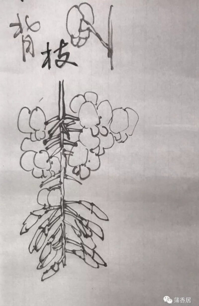 国画方法1. 整体构思、把握整串紫藤花卉姿态，向背。上部盛开花朵要饱满，下部花朵要含蓄，中部半开未开待放的要心怀喜悦。