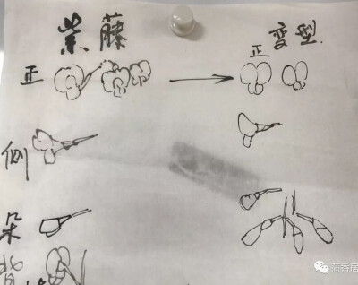 国画方法3.提炼花卉形态，艺术化把握造型，塑造易于表达的个性形象
