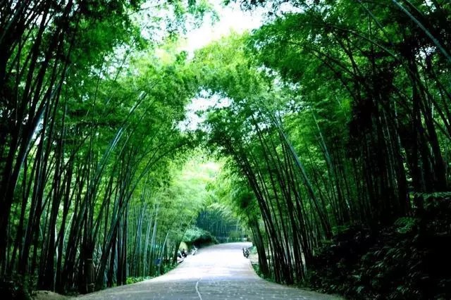 华夏绝美 四川蜀南竹海
蜀南竹海：国家AAAA级旅游景区，国家级风景名胜区，中国旅游目的地四十佳，中国生物圈保护区，中国最美十大森林，最具特色中国十大风景名胜区，“绿色环球21”认证。
蜀南竹海位于四川南部的宜宾市境内，幅员面积120平方公里，核心景区45平方公里，共有八大主景区，两大序景区134处景点。由27条峻岭，500多座峰峦组成，景区内共有竹子400余种，7万余亩，楠竹枝叠根连，葱绿俊秀，浩瀚壮观。
蜀南竹海是世界上集中面积最大的天然竹林景区，独特的地理位置，造就了“云山竹海，天上人间”。是世界罕见、中国唯一的集竹景、山水、湖泊、瀑布、古庙于一体，同时兼有历史悠久的人文景观的竹文化、竹生态休闲度假旅游目的地。蜀南竹海的植被覆盖率达92.4%，景区内绿色怡人、空气清新，是一座天然的绿色大氧吧。