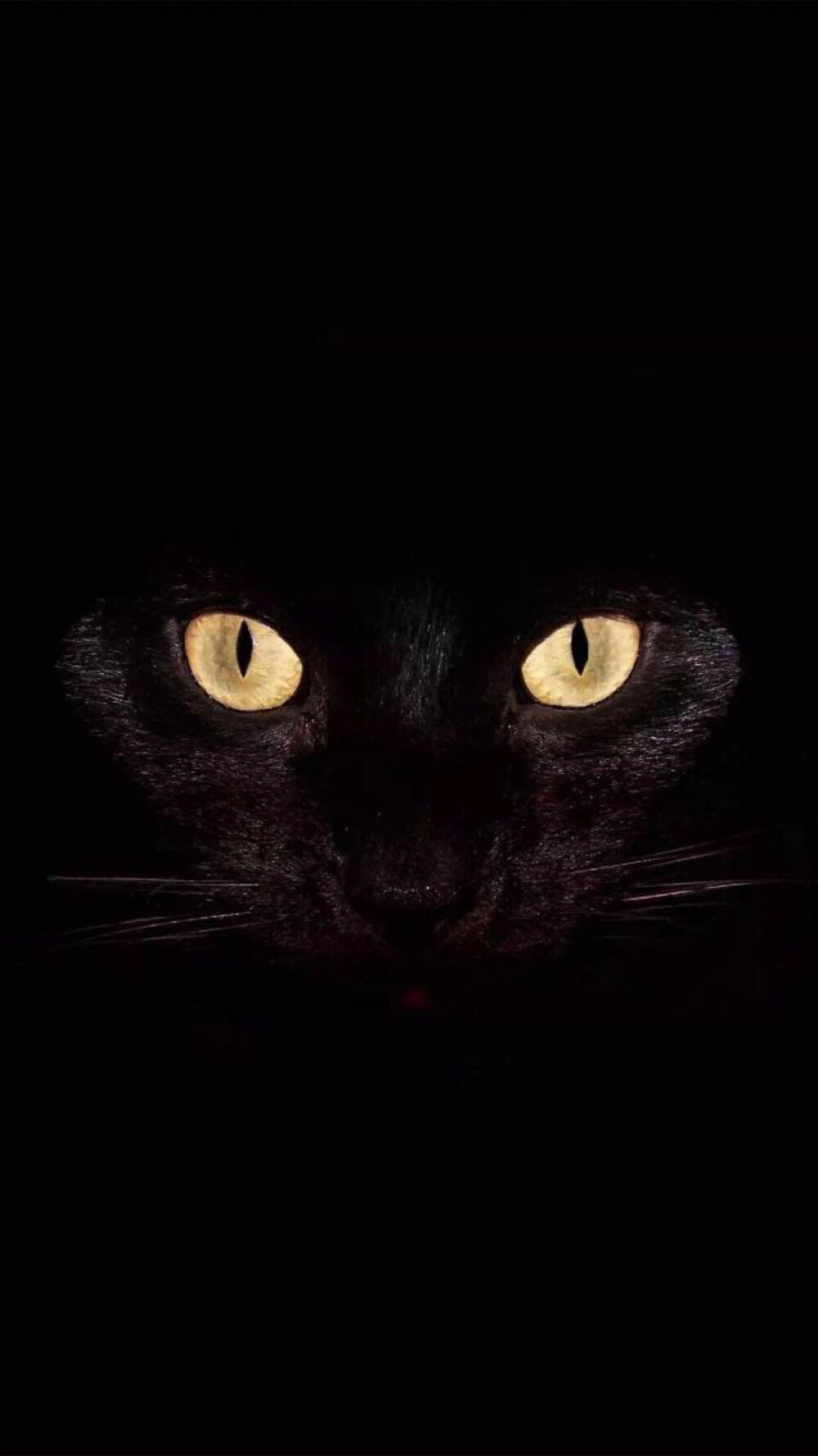 iPhone X/xs适用 玄猫睁眼壁纸