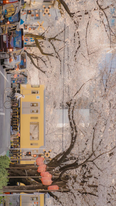 壁纸日系樱花