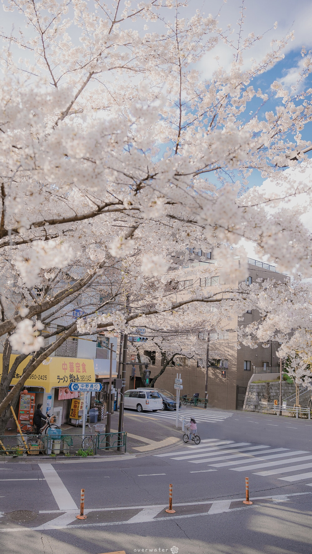 壁纸日系樱花