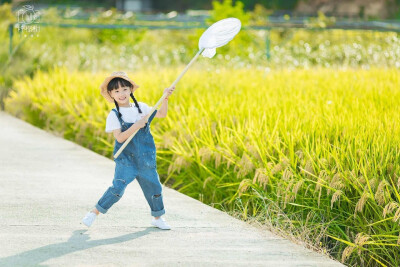 稻田