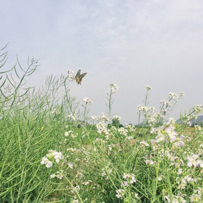 丽江的花