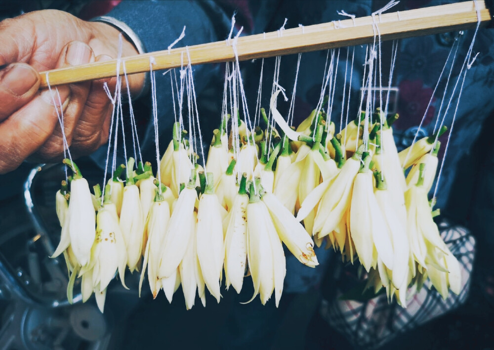 黄果兰栀子花