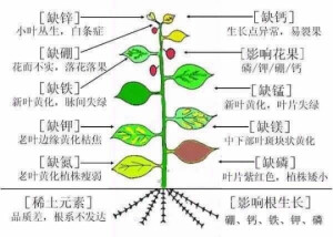 植物病虫害防治以及肥料缺失的问题