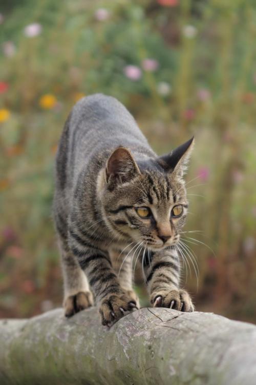 狸花猫(中国)