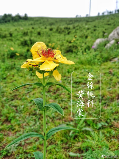 野趣美花