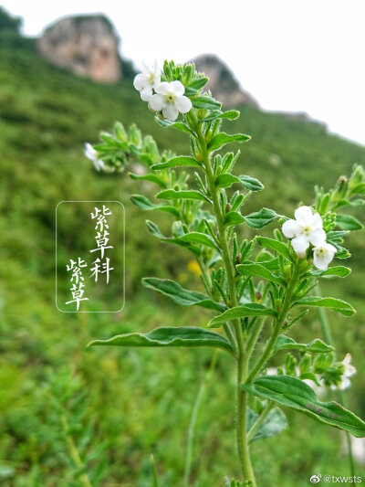 野趣美花