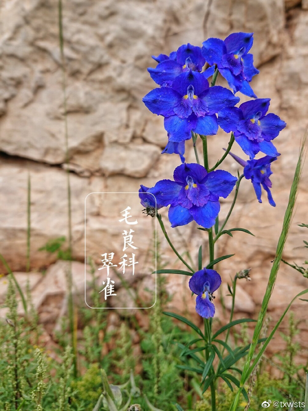 野趣美花