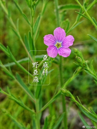 野趣美花