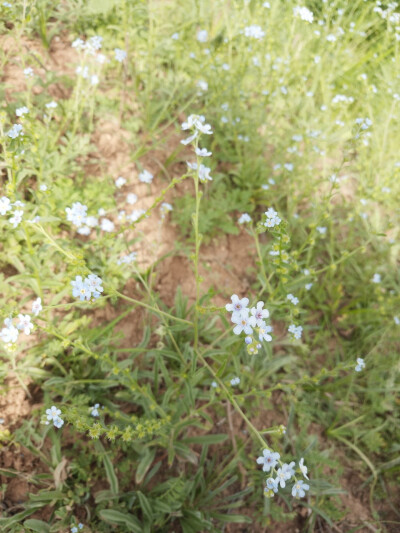 野花野草