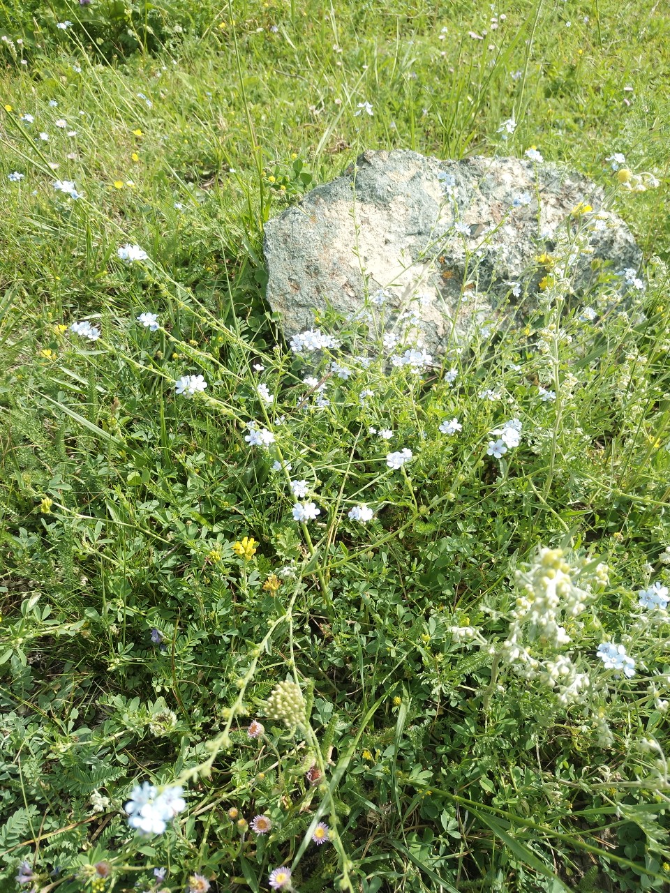 野花野草