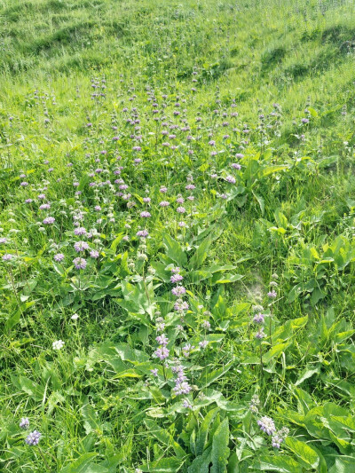 野花野草