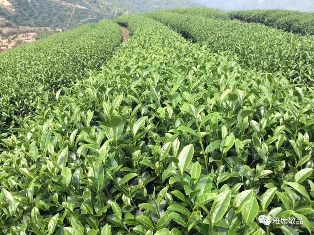 风靡俄罗斯乌克兰养生降三高茶 金白龙茶 佳叶龙茶GABA TEA 在厦门国际会展中心 产品发布交流会