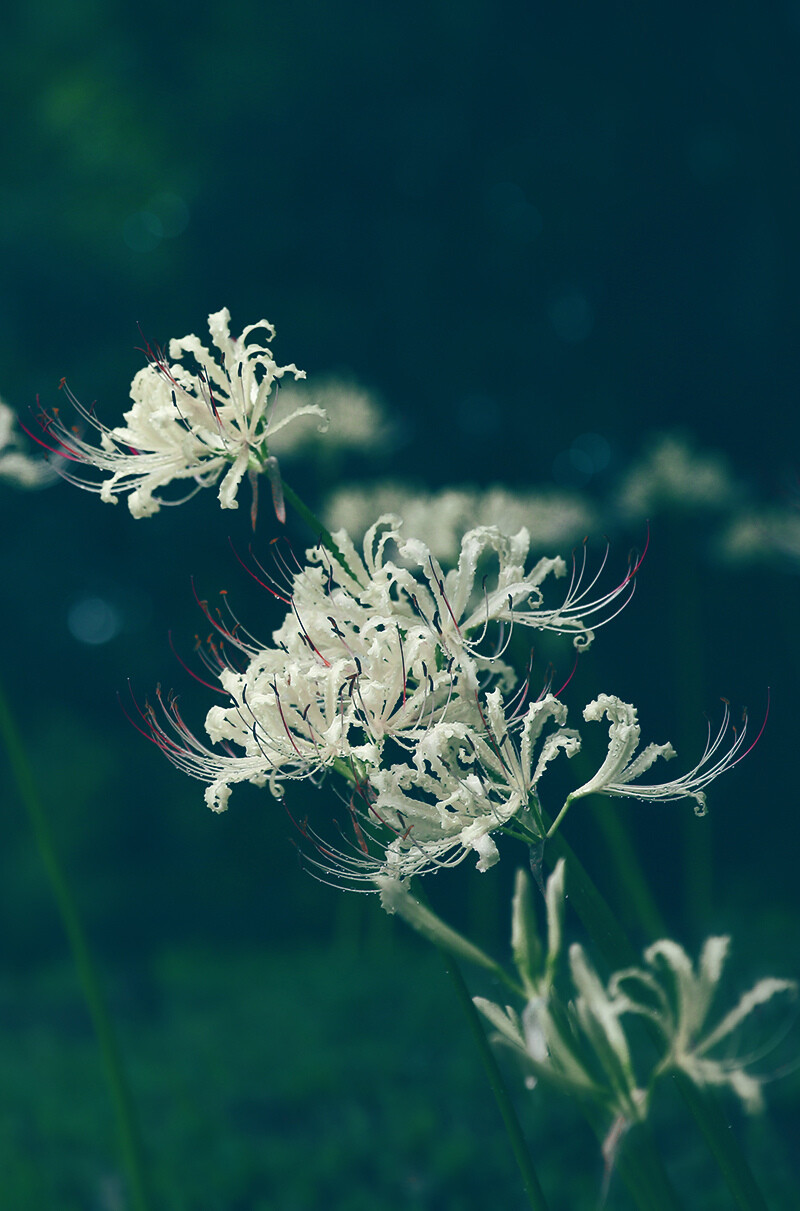 #植物# #摄影#