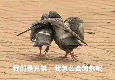 鸽子表情包