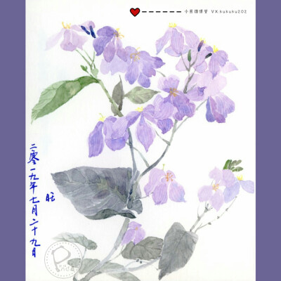 水彩古风花卉班1期——旺旺同学部分水彩作业