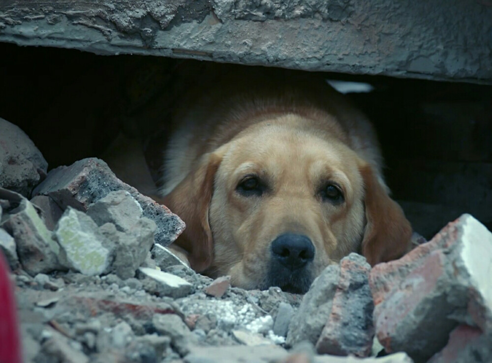 神犬小七