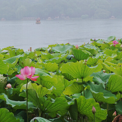 自摄截图 夏季荷花