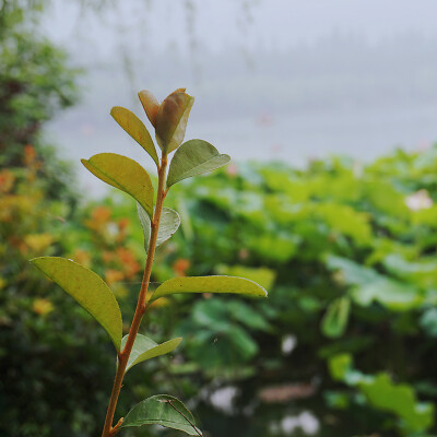 自摄截图 夏季荷花