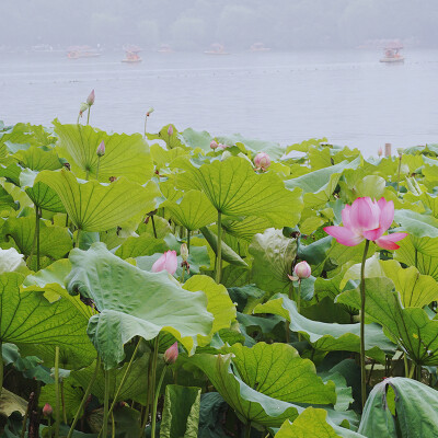 自摄截图 夏季荷花